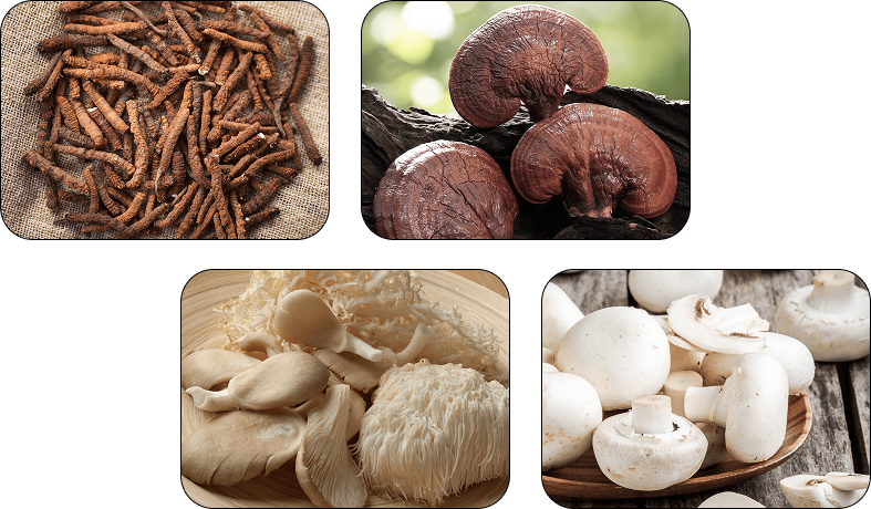 Menovelle ingredients: Cordyceps Sinensis, Reishi Mushroom, Lions Mane, White Button Mushroom