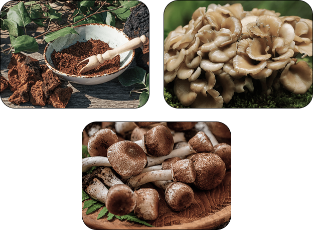 Additional Menovelle ingredients: Shiitake, Turkey Tail, Black Fungus
