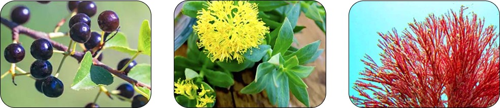 Mitolyn ingredient list