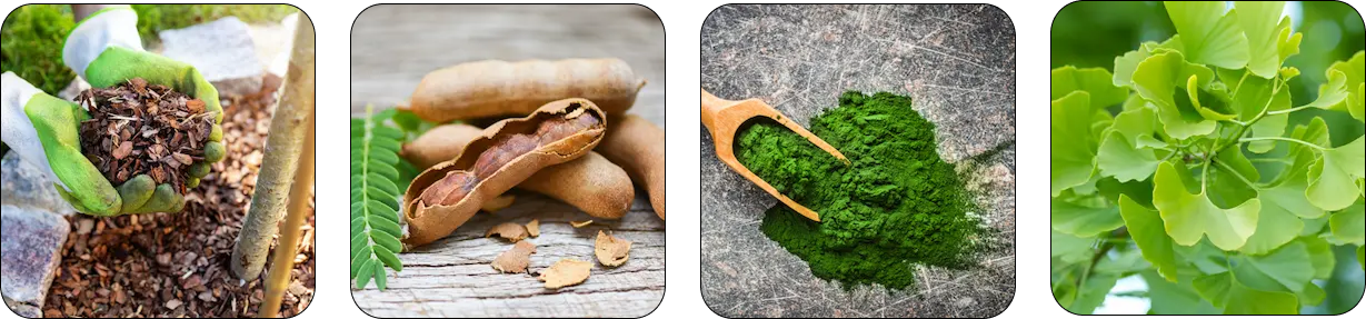 Pineal Guardian detoxifies, nourishes, and supports the pineal gland
