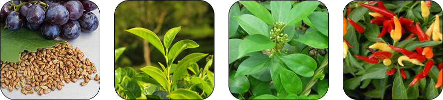 ZenCortex Ingredients